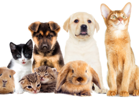 Pets & Animal Services